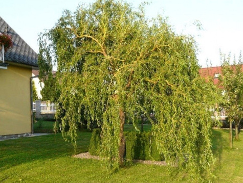 Wierzba babilońska Ural (C2)