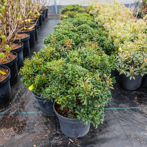 Pieris japoński Minor (C2)