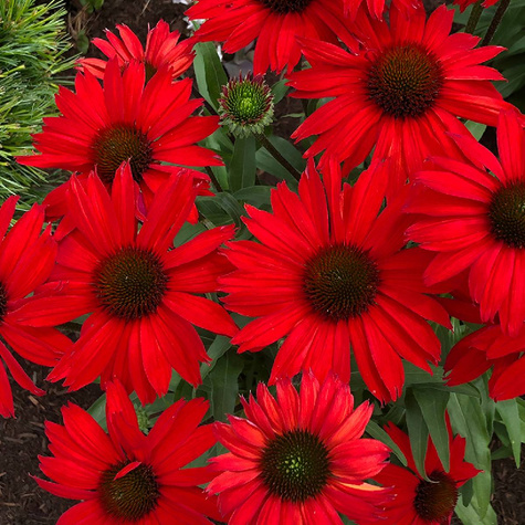 Jeżówka purpurowa Red Pearl (C2)