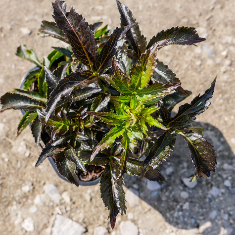 Bez czarny Black Tower Kolumnowy Zdobniczy Na przetwory