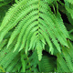 Paproć Pióropusznik strusi