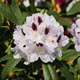 Rododendron Calsap (C2)