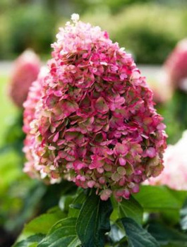Hortensja bukietowa Pink Promise (C2)