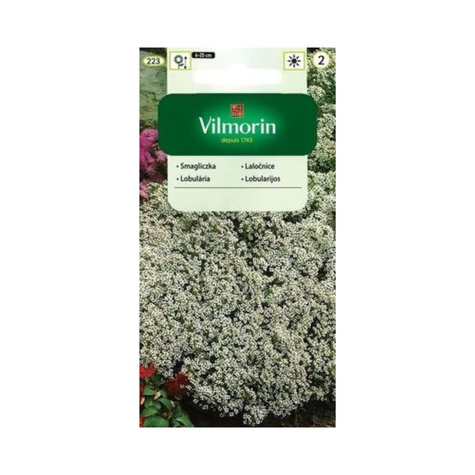 Smagliczka nadmorska biała1g Vilmorin