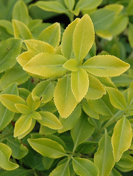 Trzmielina Fortune'a Sheridan Gold (P9)