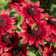 Rudbekia Cherry Brandy (C2) 