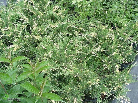 Jałowiec sabiński Variegata