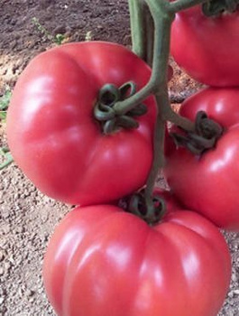 Pomidor szklarniowy Malinowy VP1 F1 12 szt