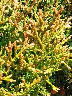 Thuja Żywotnik zachodni White Giant