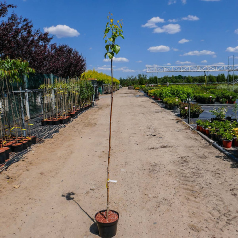 Brzoza brodawkowata 'Golden Cloud'