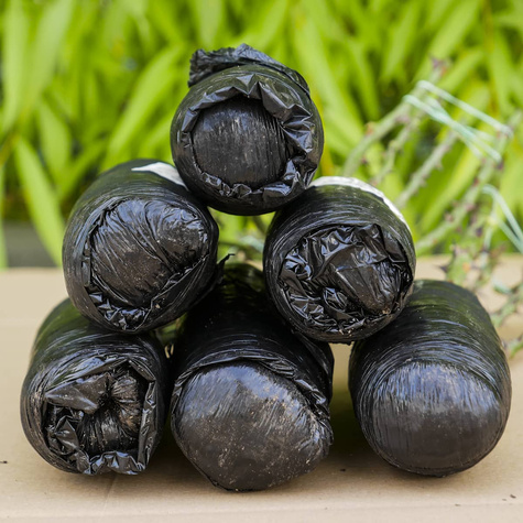 Róża wielkokwiatowa Weeding Bells balot