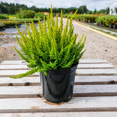 Wrzos pospolity Skyline Monaco