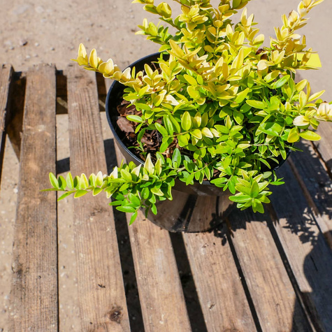 Suchodrzew mirtolistny Golden Glow (C2)