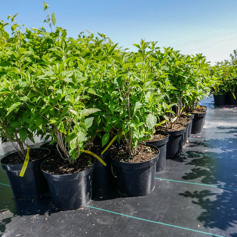 Hortensja bukietowa Ruby duże kwiatostany (C2)