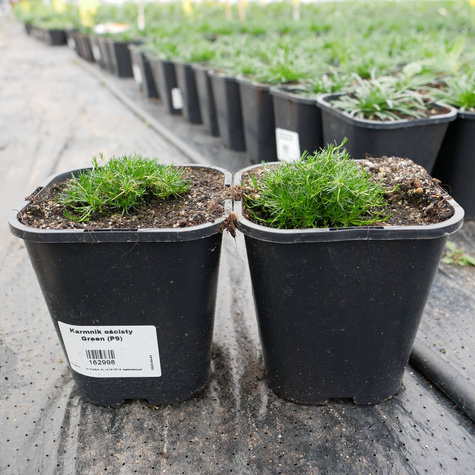 Karmnik ościsty Green (C2)