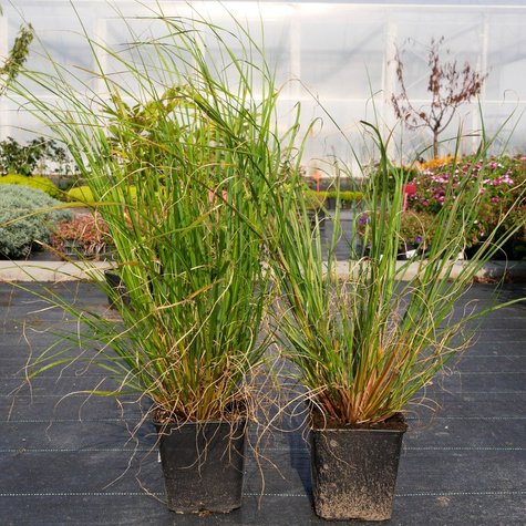 Rozplenica japońska Piórkówka Viridescens