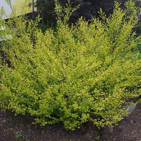 Brzoza karłowata krzaczasta Golden Treasure (P9)