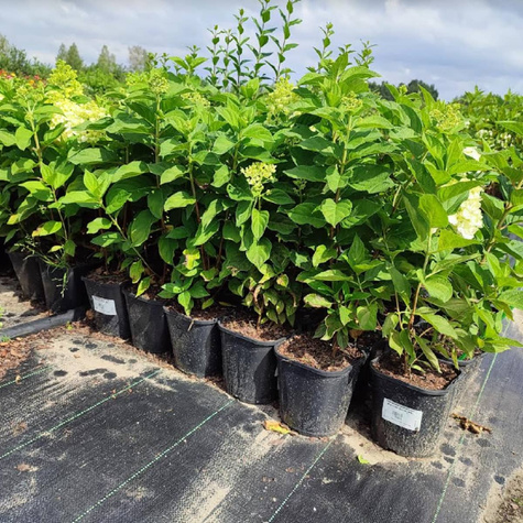 Hortensja bukietowa Summer Snow (C2)