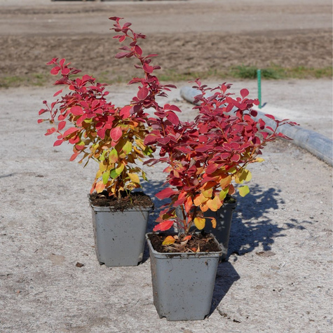 Berberys thunberga Desperados (P9)