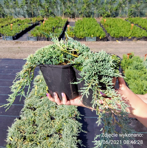 Jałowiec płożący Icee blue Cenna odmiana