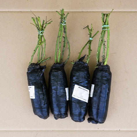 Róża rabatowa Lavender Ice różowa balot