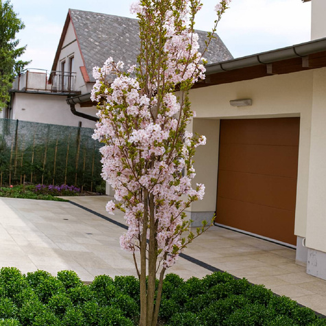 Wiśnia Piłkowana Amanogawa Kolumnowa