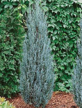 Jałowiec skalny Blue Arrow (C2)