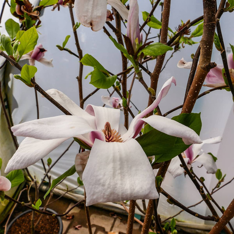 Magnolia Soulange'a Picture