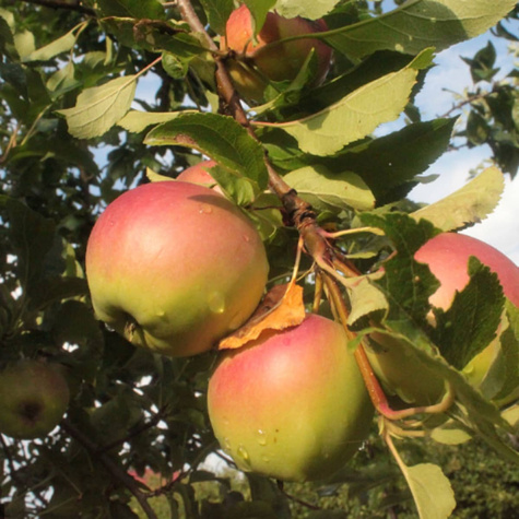 Jabłoń Ananas Berżenicki w doniczce C2