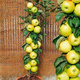 Jabłoń kolumnowa Bolero Plant Pack
