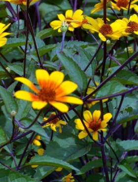 Słoneczniczek zwyczajny 'Sunset'