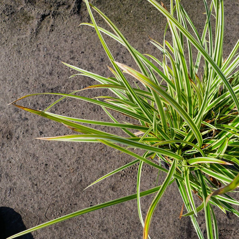 Turzyca japońska Goldband (C2)