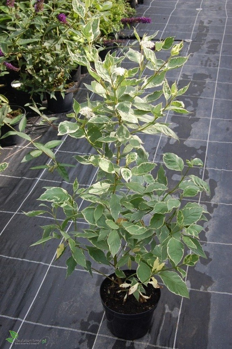 Dereń biały Argenteomarginata (C2)