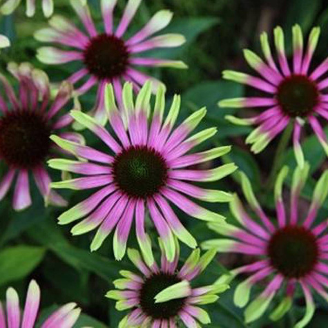 Jeżówka purpurowa Green Twister