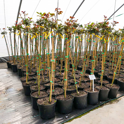 Róża szczepiona na pniu biało-różowa wielkokwiatowa