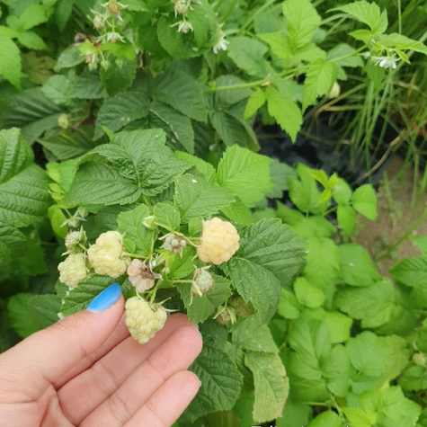 Malina żółta Plant Pack