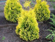 Thuja Tuja Żywotnik zachodni Sunkist (C2)