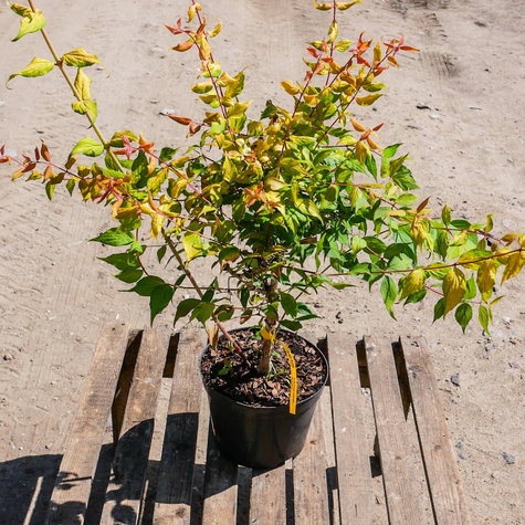 Kolkwicja chińska Maradco (C2)