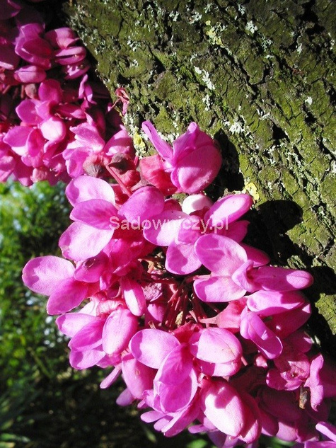 Judaszowiec południowy 1g