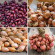 ZESTAW ALLEGRO Cebula dymka Zestaw 4 najpopularniejszych odmian 1kg