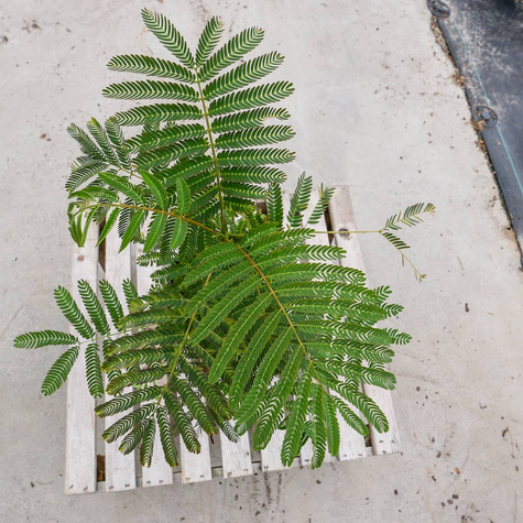 Albicja jedwabne drzewo Rosea (C2)