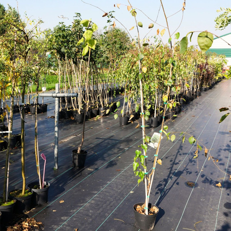 Brzoza pożyteczna Dorenboos wielopniowa (C5)