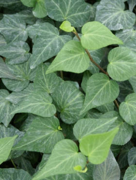 Bluszcz pospolity sercolistny Natasha