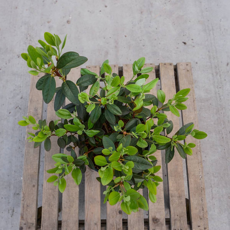 Rododendron karoliński różowy