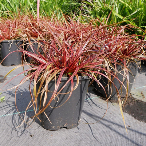 Uncinia czerwona Everflame (C2)