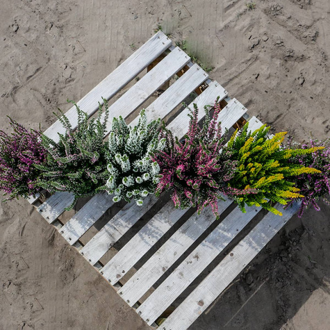 Zestaw 6 x Wrzos pospolity mix kolorów sadzonki