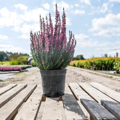 Wrzos pospolity Libra