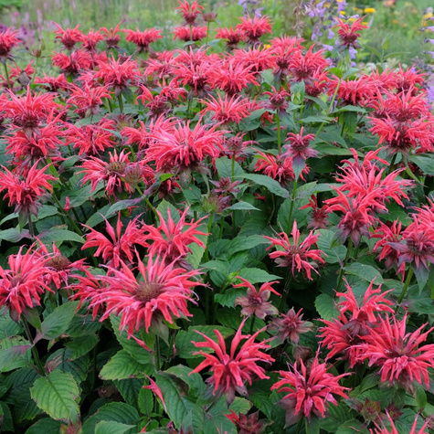 Pysznogłówka dwoista mix kolorów (C2)