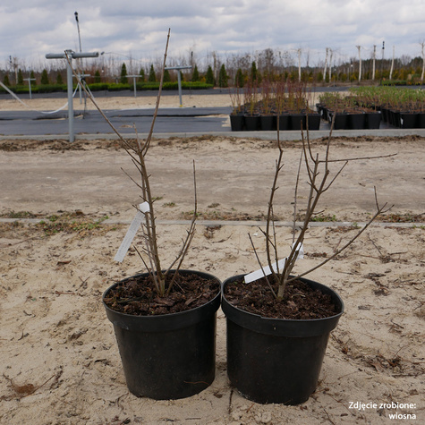 Ligustr pospolity Atrovirens (C2)