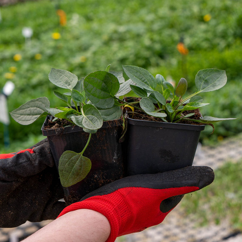 Rudbekia błyskotliwa (C2)